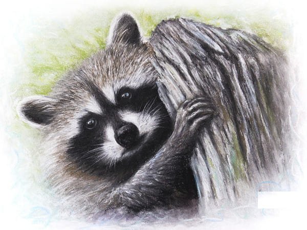 Енотик для срисовки