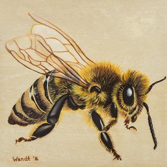 Пчела эскиз цветной