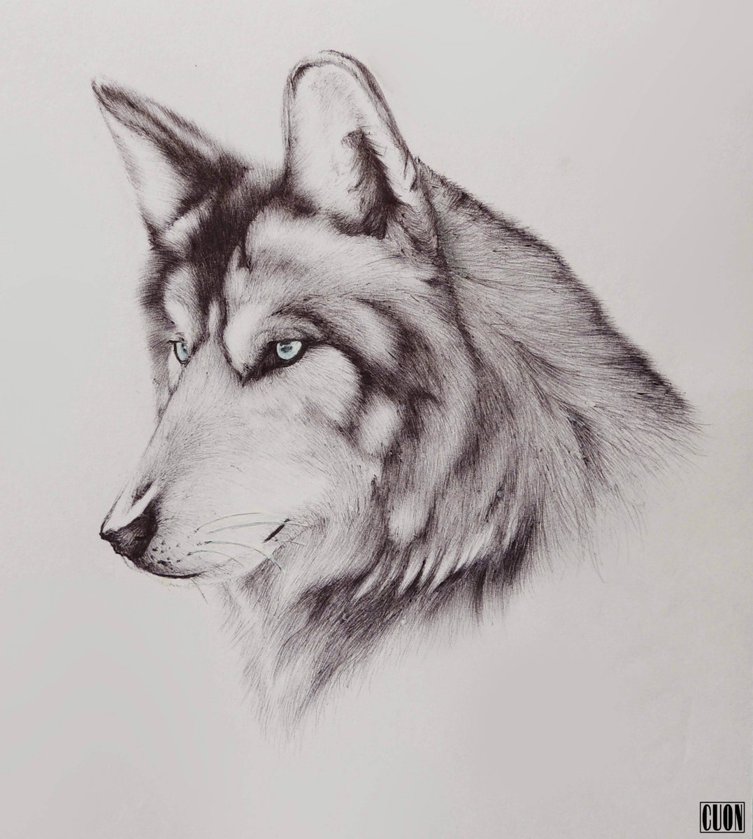 Графический рисунок волка