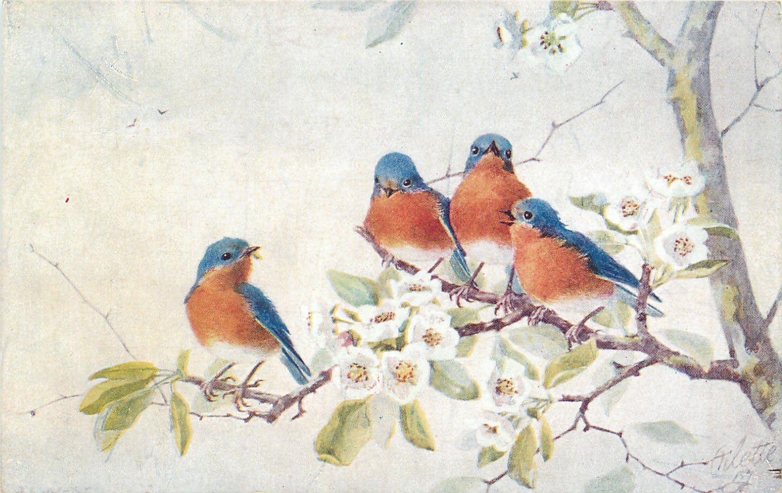 Птицы на винтажных открытках