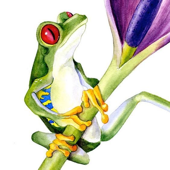 Тропическая лягушка акварель