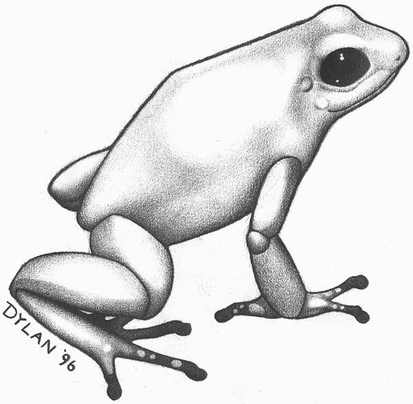 Поза лягушки для рисования