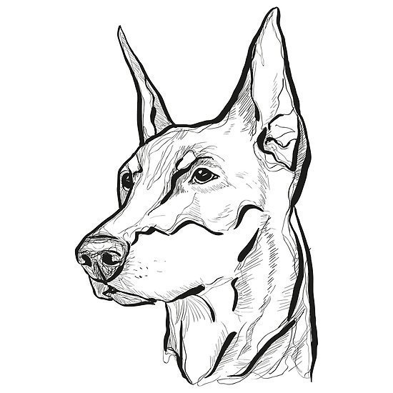 Собака Доберман для срисовки