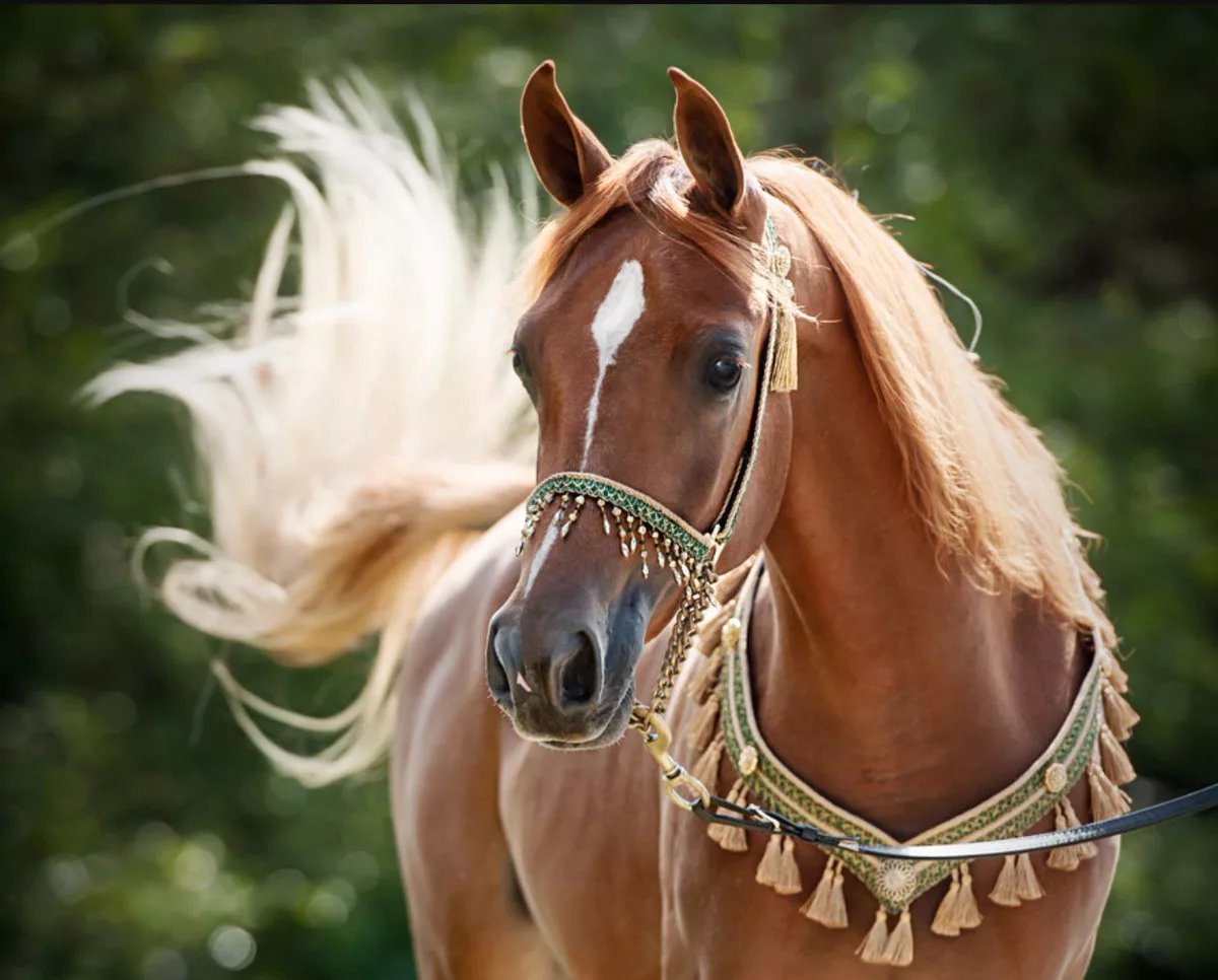 Эта лошадь красива и своенравна