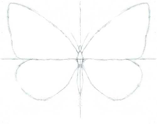 Ось симметрии бабочка