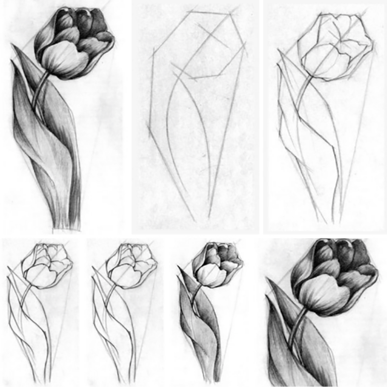 Нарисовать рисунок тюльпаны. Тюльпаны карандашом. Тюльпаны рисунок карандашом. Тюльпан простым карандашом. Красивые тюльпаны карандашом.