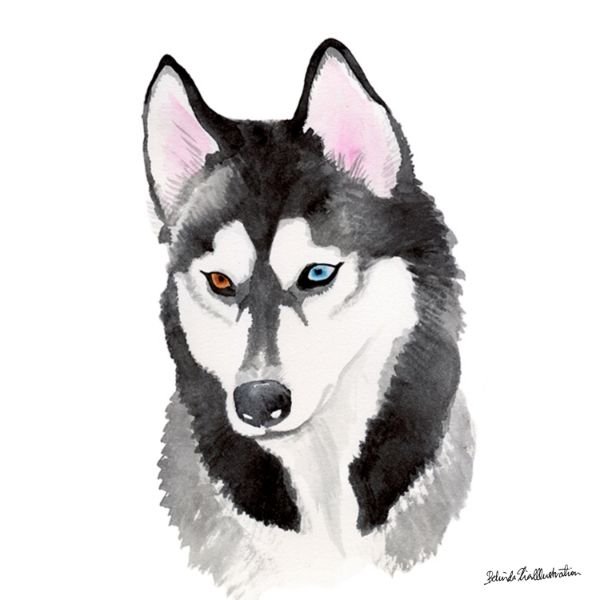 Рисунки карандашом собаки хаски