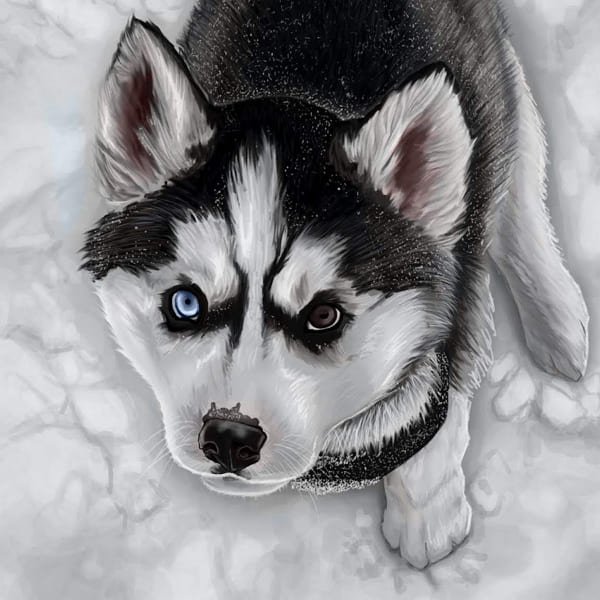 Хаски рисунок