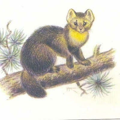 Баргузинский Соболь рисунок