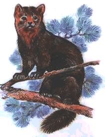 Соболь гуашью