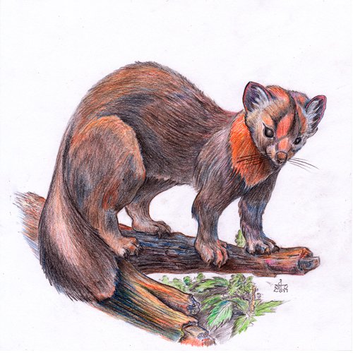 Соболь зверек