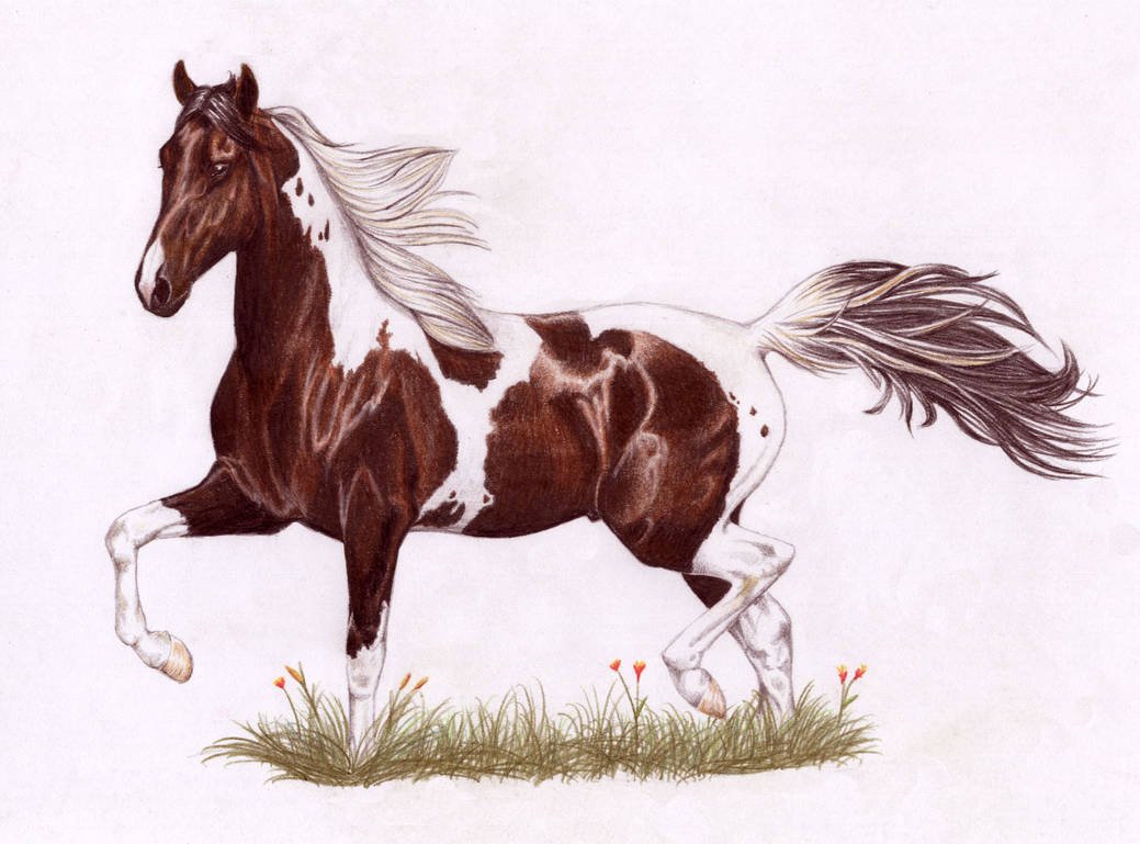 Конь иллюстрация