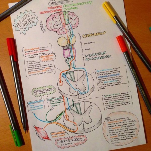 Красивые конспекты