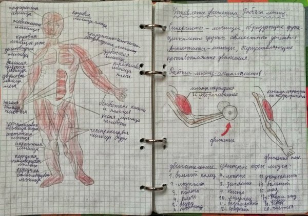 Милые рисуночки для конспектов