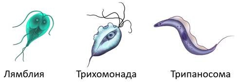 Трипаносома лямблия трихомонада