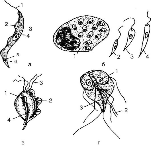 Лямблия лейшмания трихомонада