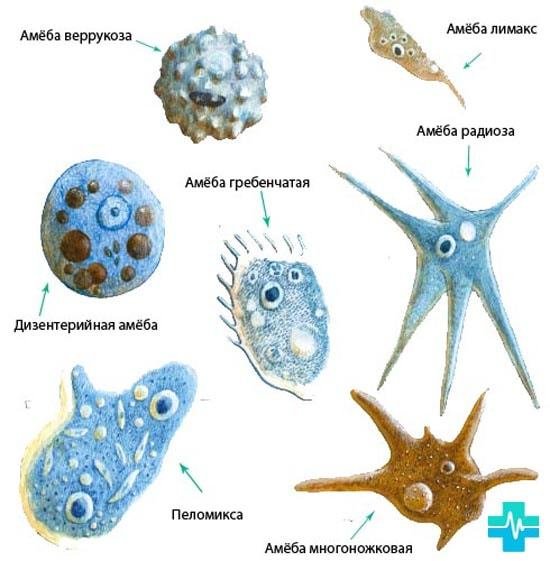 Панцирные жгутиконосцы представители