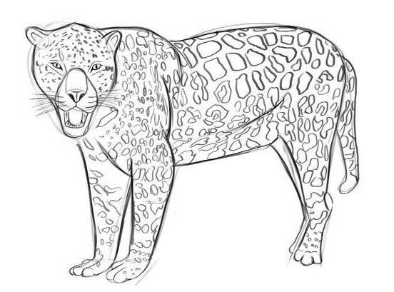 Ягуар рисунок карандашом