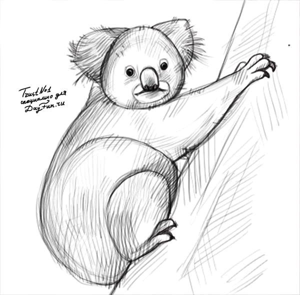 Коала рисунок карандашом