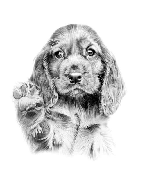 Кокер спаниель рисунок