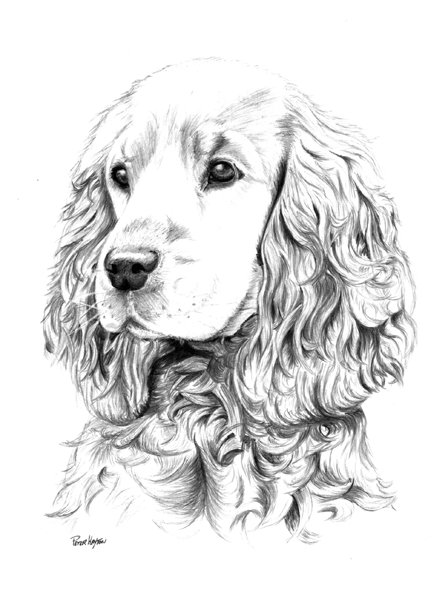 Тату спаниель эскиз