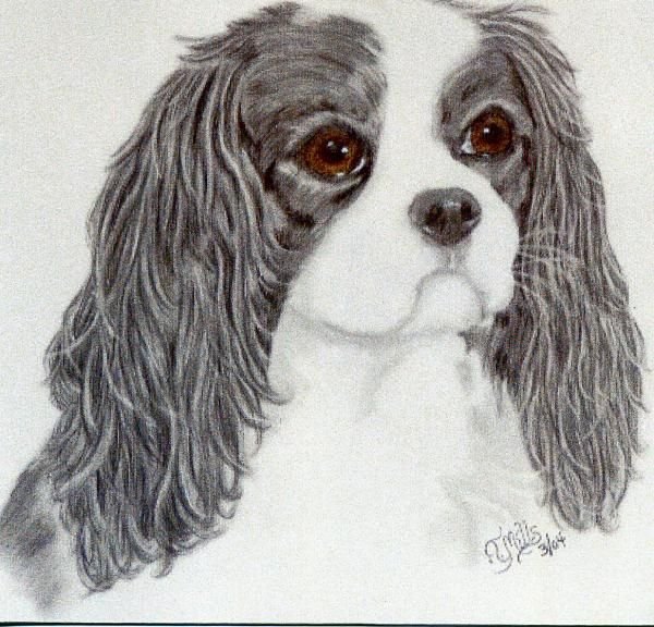 Кавалер-Кинг-Чарльз-спаниель рисунок лёгкий