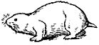 Лемминг рисунок простой (41 фото)