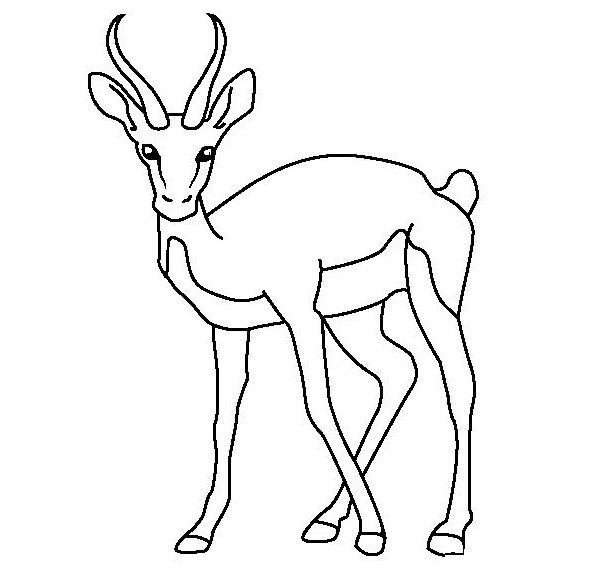Раскраска Газель животное