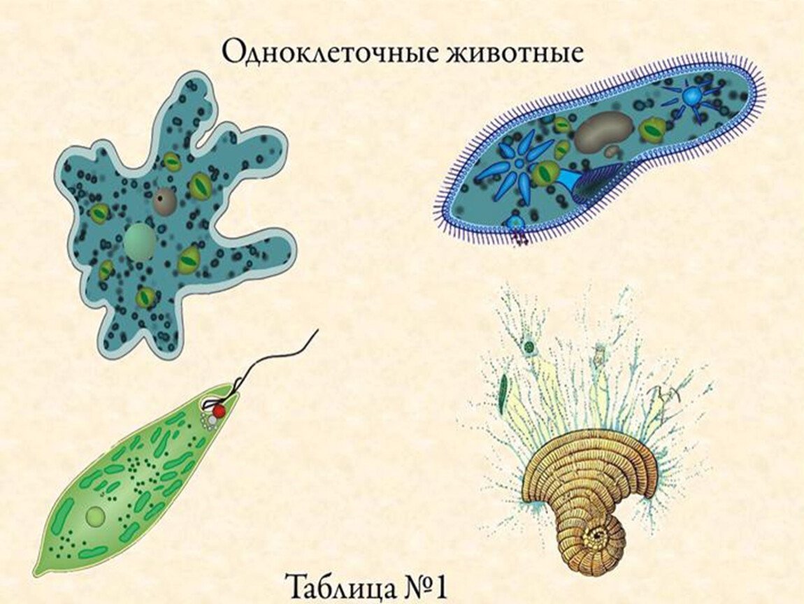 Самый простой одноклеточный организм. Строение одноклеточных царство протисты. Простейшие одноклеточные организмы. Простейшие одноклеточные организмы строение. Простейшие одноклеточные животные.