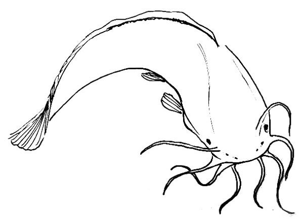 Сом раскраска