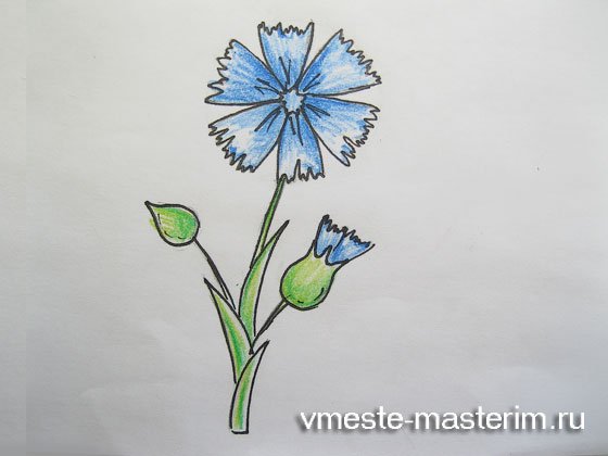 Василек карандашом легко