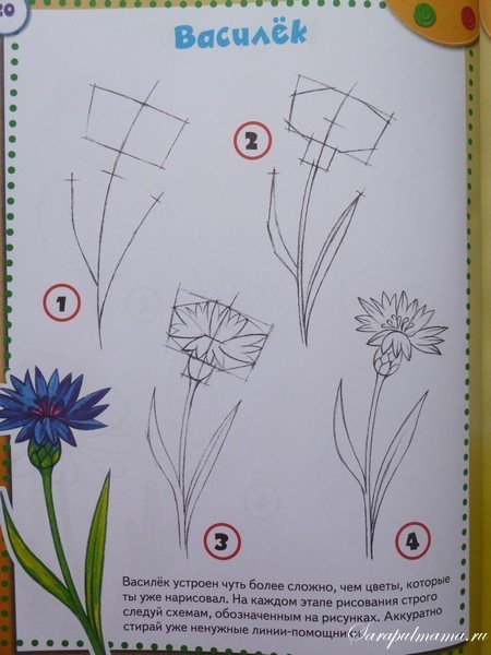 Поэтапное рисование василька
