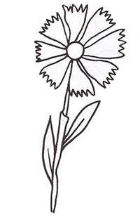 Василек контур