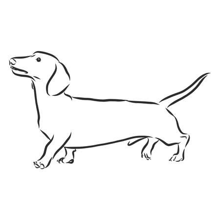 Рисунок таксы легко