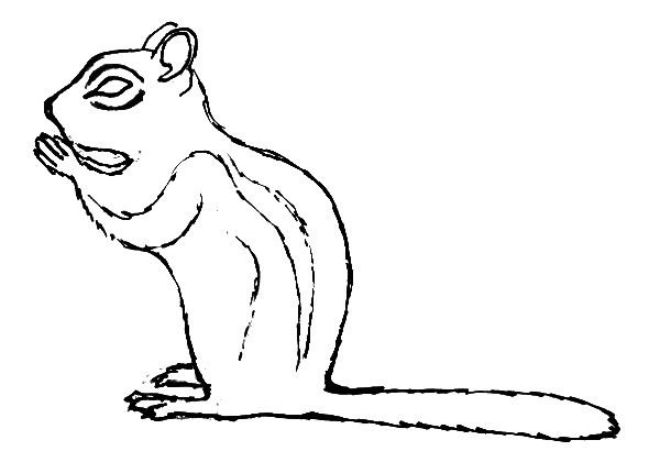 Рисунки для срисовки животные