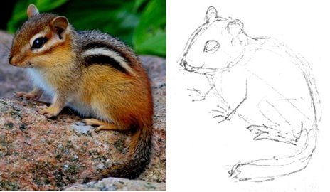 Нарисовать бурундука карандашом