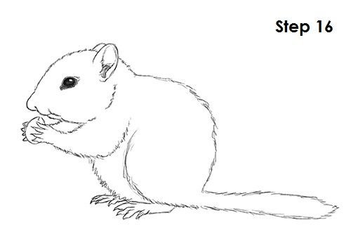 Белочка рисунок