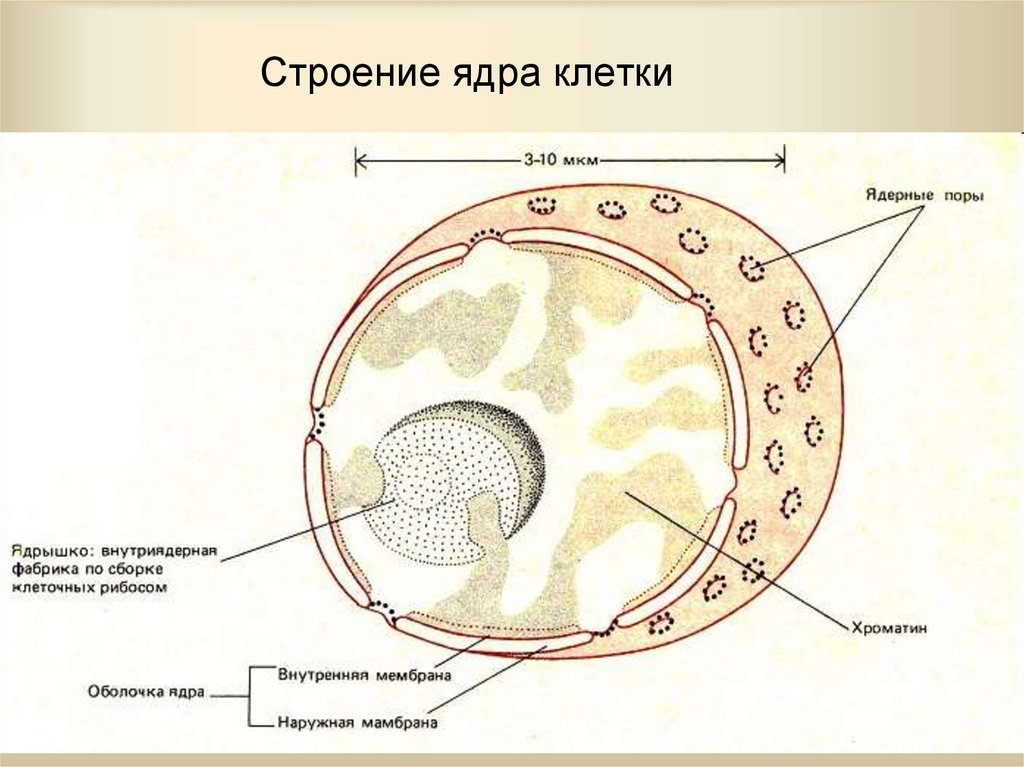В ядрах клеток многоклеточного. Схема ядра эукариотической клетки. Ядро эукариотической клетки рисунок. Строение ядра эукариотической клетки. Структура ядра эукариотической клетки.