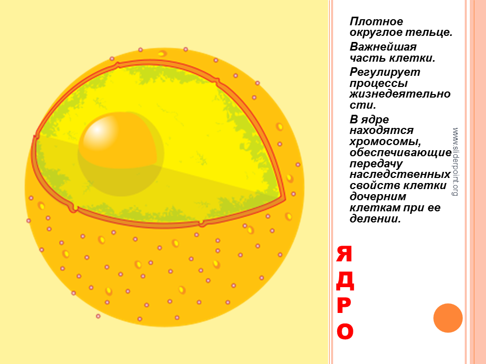 Клеточное ядро рисунок