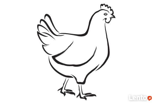 Курица вектор контур