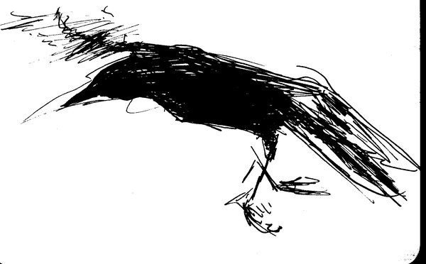 Белая ворона Графика