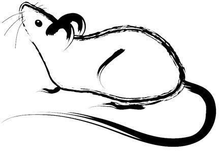 Поэтапное рисование крыса