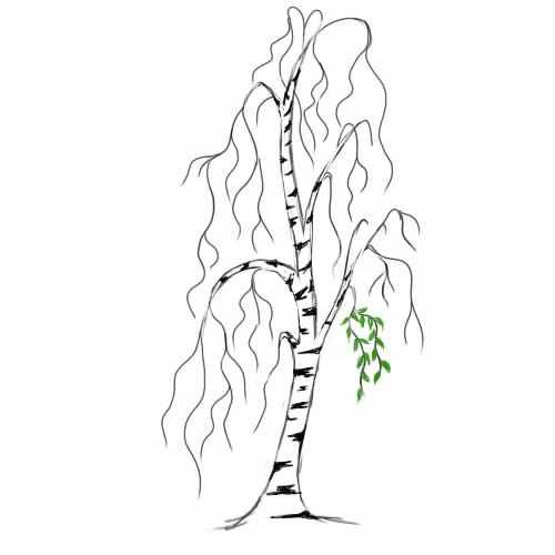 Береза рисунок для детей