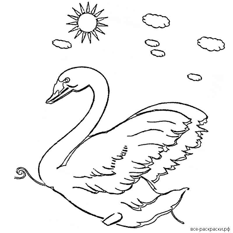 Распечатать картинку лебедь. Лебедь раскраска. Лебедь раскраска для детей. Малый лебедь раскраска. Лебедь рисунок.