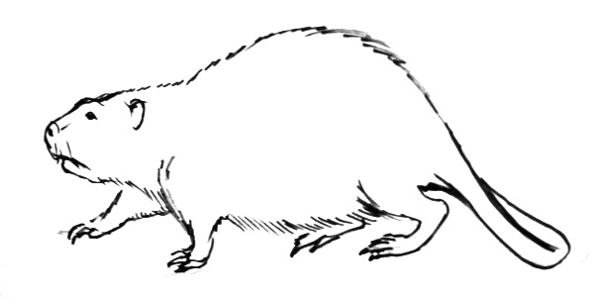 Бобер раскраска для детей