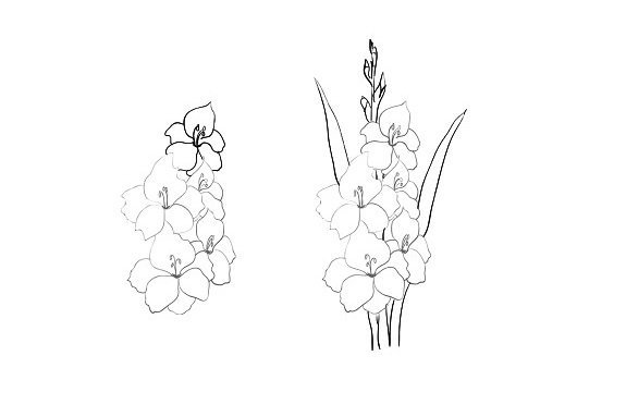 Гладиолус соцветие