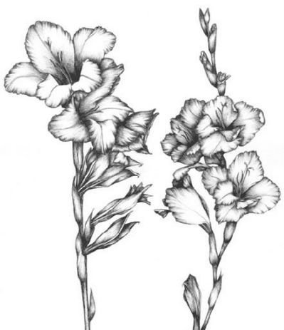 Гладиолус эскиз