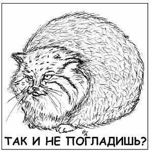 Дикий кот Манул раскраска красная книга