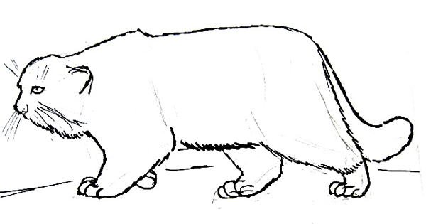 Дикий кот Манул раскраска