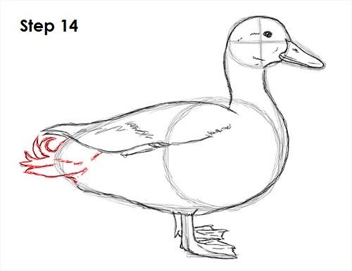 Утка рисунок простой (48 фото)